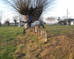 Pferd Aloe Vera Beauty (Connemara-Pony, 2013, von Classiebawn Black Jack)