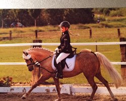 dressage horse Dream Crystal (Welsh-Pony (Section B), 2008, from Boston Braveheart)