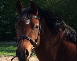 broodmare Caradiva AS (German Riding Pony, 2009, from Chantre B)