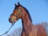 dressage horse Don Camillo 146 (German Riding Pony, 1997, from Dacapo)