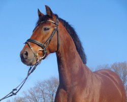 dressage horse Don Camillo 146 (German Riding Pony, 1997, from Dacapo)