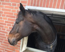 dressage horse Diabolo 598 (Hanoverian, 2010, from Desperados FRH)