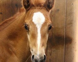 broodmare Cup Cake Queen (German Riding Pony, 2017, from Ludigen's Classic Champ)