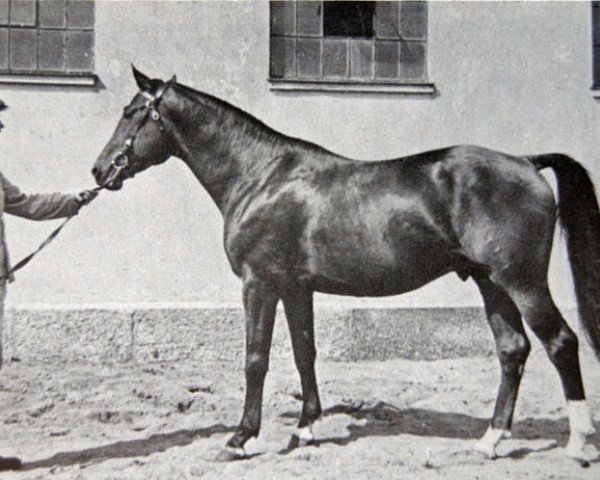 stallion Sorrento (Swedish Warmblood, 1939, from Largo)