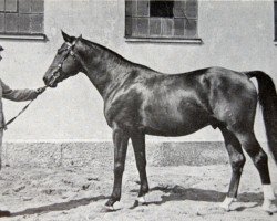 Deckhengst Sorrento (Schwedisches Warmblut, 1939, von Largo)