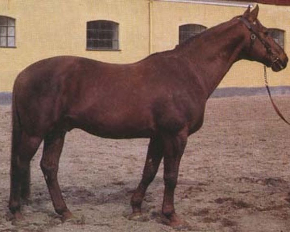 Deckhengst Jarramas 24 FIN (Schwedisches Warmblut, 1952, von Heristal)