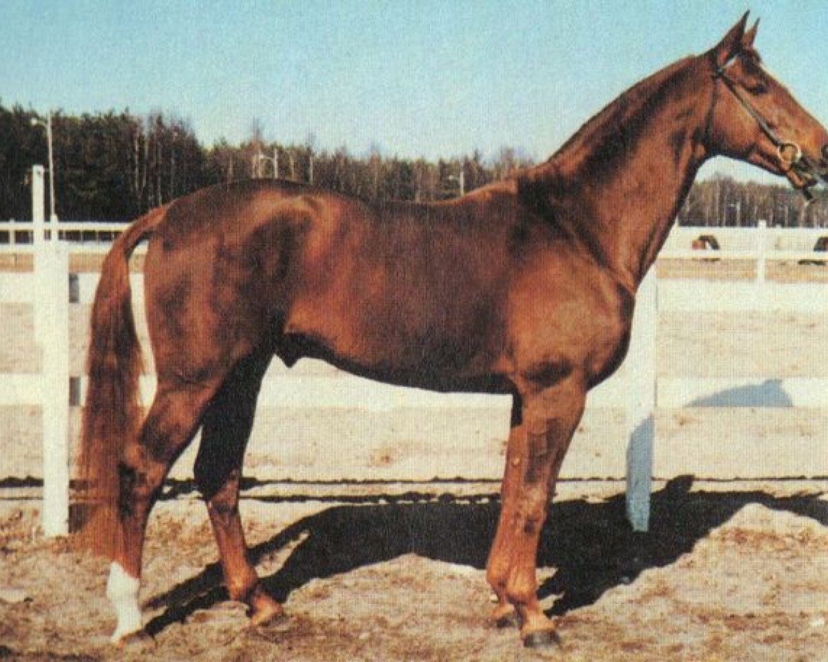 stallion Rex (Swedish Warmblood, 1980, from Ciceron)