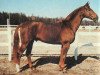 stallion Rex (Swedish Warmblood, 1980, from Ciceron)