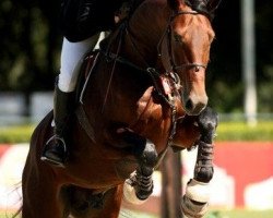 stallion Ruiseñor LS (Sporthorse La Silla, 2003, from Risueno La Silla)