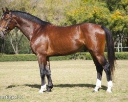 Springpferd Prestigio Ls La Silla (Sportpferd La Silla, 2009, von Presley Boy)