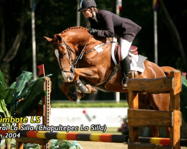 jumper Chimbote (Mexican Riding Horse, 2004, from Fergar Mail)