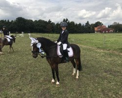 dressage horse Jacky 347 (Pony without race description, 2007)