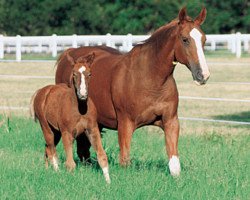 broodmare Astral la Silla (KWPN (Royal Dutch Sporthorse), 1982, from Marinier)