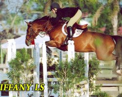 broodmare Tiffany la Silla (Sporthorse La Silla, 1998, from Dollar de la Pierre)