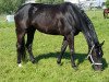 broodmare Fürstin Frieda S (Hanoverian, 2011, from Fürstenball)