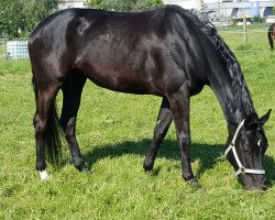 broodmare Fürstin Frieda S (Hanoverian, 2011, from Fürstenball)