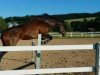 jumper Goldfever's Ghost C (Hanoverian, 2011, from Goldfever 3)