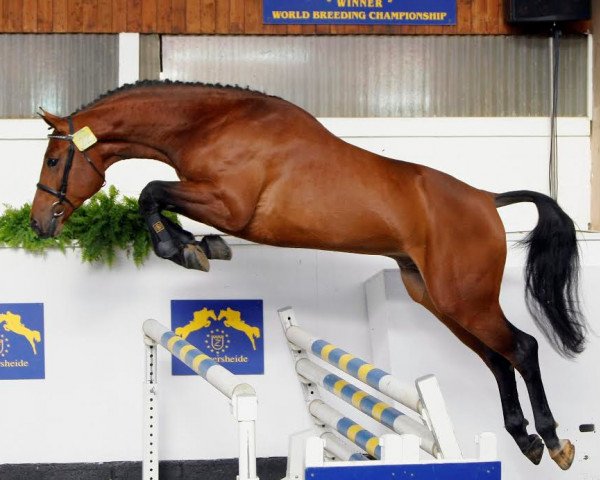 stallion Sandro Beast (KWPN (Royal Dutch Sporthorse), 2005, from Sandro Boy)