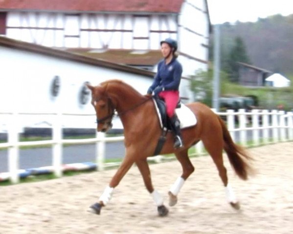 dressage horse Loriot in London (Hanoverian, 2009, from Londontime)