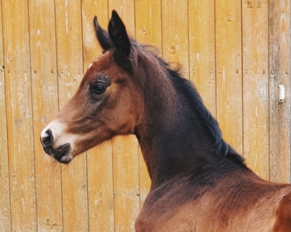 Dressurpferd Blutsbruder MD (Westfale, 2018, von Bon Coeur)