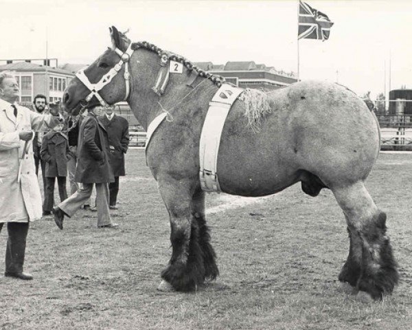 stallion Gamin van Schoonebeek (Dutch Heavy Draft, 1968, from Gamin van de Hool)