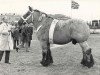 stallion Gamin van Schoonebeek (Dutch Heavy Draft, 1968, from Gamin van de Hool)