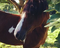 Zuchtstute Nikita (Deutsches Reitpony, 2003)