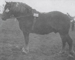 Pferd Orange de Zuiddorpe (Niederländisches Kaltblut, 1917, von Orange de Mullem)