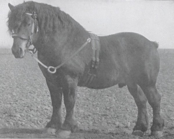 stallion Suivant de Mordicus (Dutch Heavy Draft, 1913, from Mordicus BS 54100)