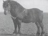 stallion Suivant de Mordicus (Dutch Heavy Draft, 1913, from Mordicus BS 54100)