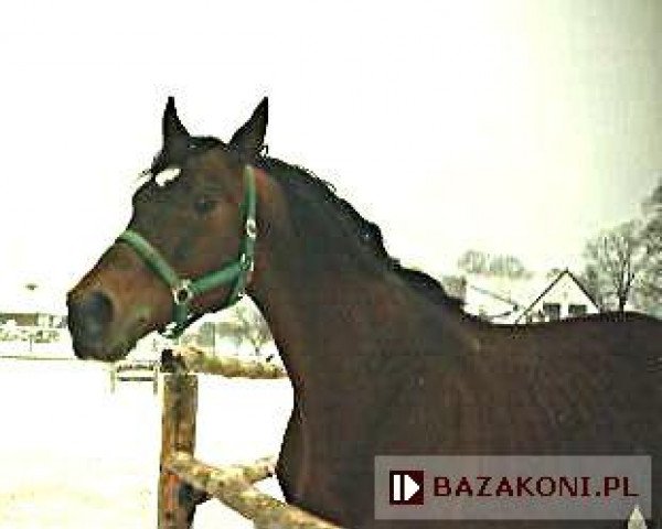 stallion Nektar (Great Poland (wielkopolska), 1979, from Akropol)