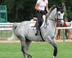 broodmare Erenice Horta (Belgian Warmblood, 2004, from Diamant de Semilly)