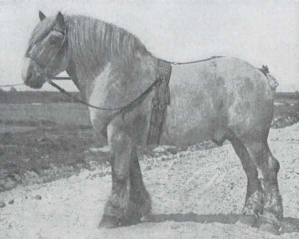 Deckhengst Elegant de Laboureur (Niederländisches Kaltblut, 1915, von Laboureur d'Isaac)