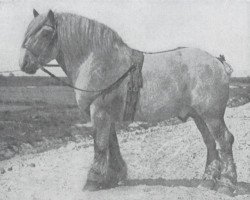 stallion Elegant de Laboureur (Dutch Heavy Draft, 1915, from Laboureur d'Isaac)