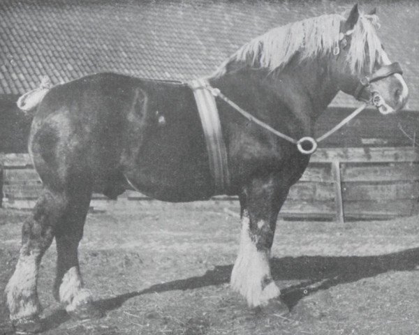 Pferd Successeur (Brabanter/Belgisches Kaltblut, 1909, von Indigène du Fosteau)