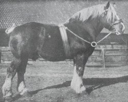 horse Successeur (Brabant/Belgian draft horse, 1909, from Indigène du Fosteau)