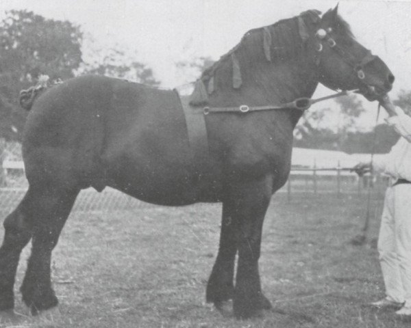 stallion Cousin de Laboureur (Brabant/Belgian draft horse, 1918, from Laboureur d'Isaac)