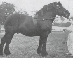 stallion Cousin de Laboureur (Brabant/Belgian draft horse, 1918, from Laboureur d'Isaac)