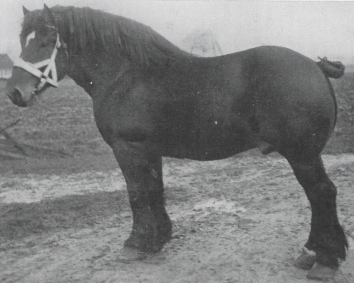 stallion Laboureur d'Isaac (Belgian Ardennes, 1909, from Indigène du Fosteau)
