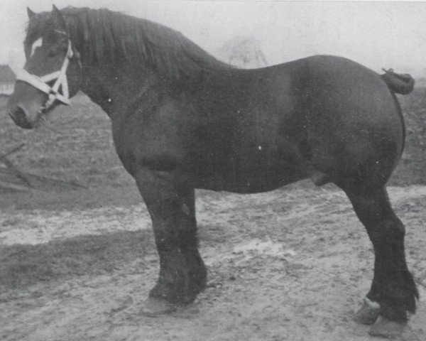 Deckhengst Laboureur d'Isaac (Belgischer Ardenner,  , von Indigène du Fosteau)