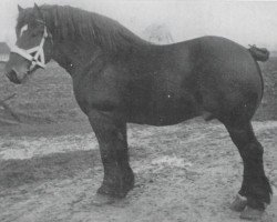 stallion Laboureur d'Isaac (Belgian Ardennes, 1909, from Indigène du Fosteau)