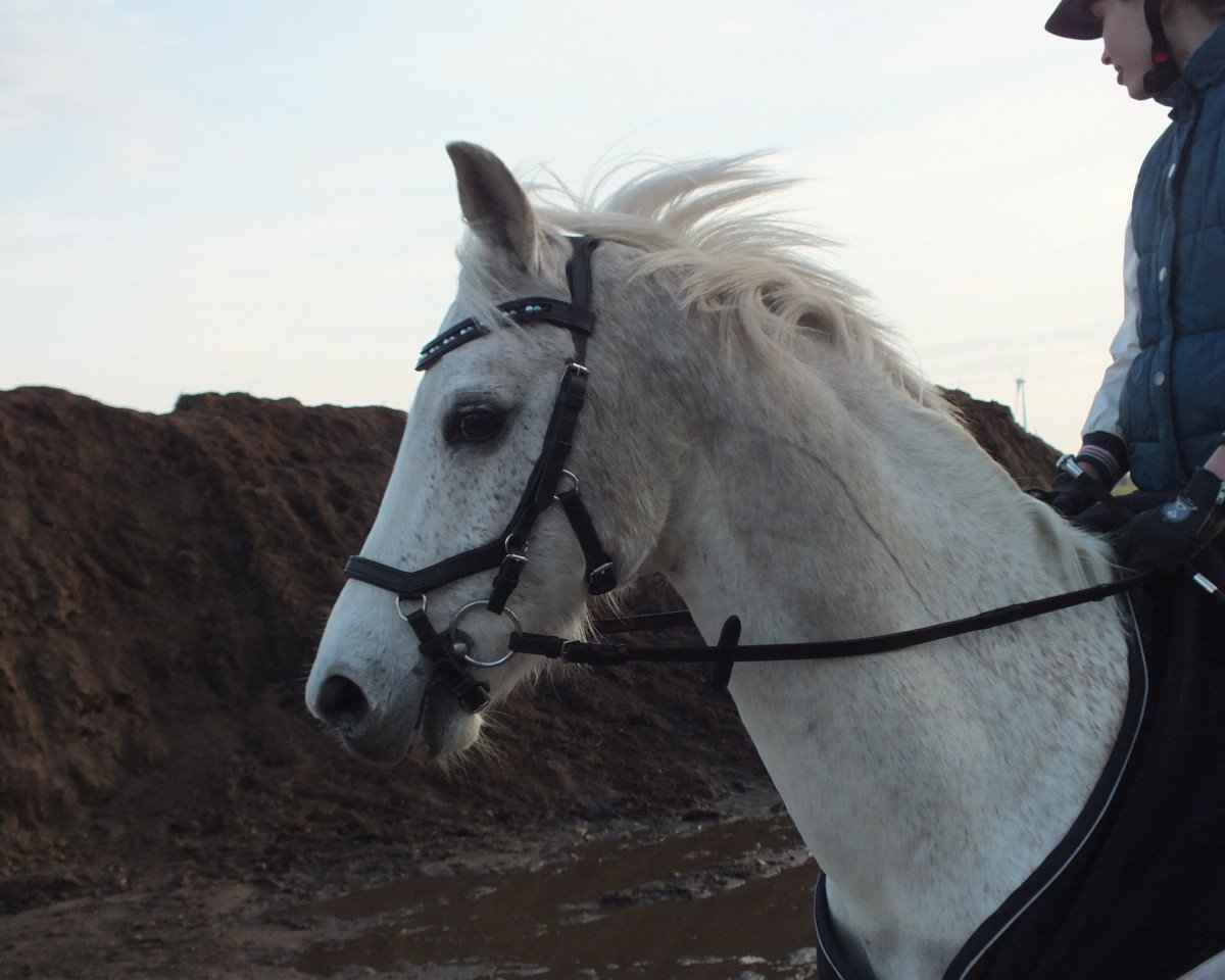 jumper Nemo (German Riding Pony, 2003, from Heidbergs Nancho Nova)