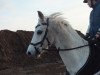 jumper Nemo (German Riding Pony, 2003, from Heidbergs Nancho Nova)