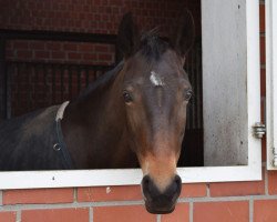 broodmare Dolly Golightly (Westphalian, 2005, from Don Christobal)