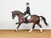 dressage horse Dragoner (Hanoverian, 2014, from Don Index)