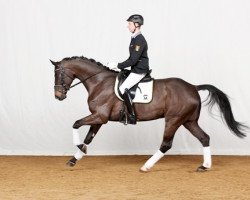 dressage horse Dragoner (Hanoverian, 2014, from Don Index)