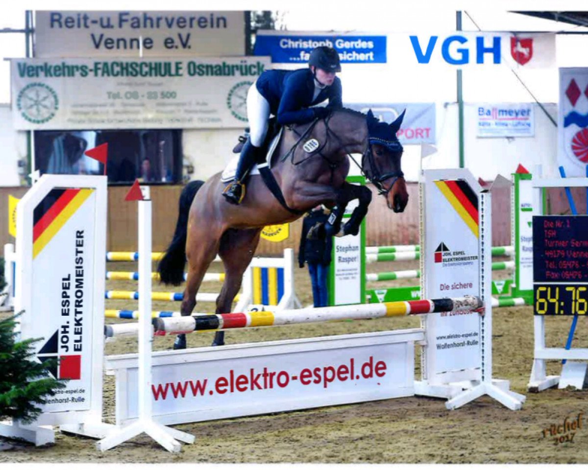jumper Dubai Lady (Westphalian, 2013, from Dibadu L)