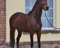 dressage horse Jack X (Oldenburger, 2014, from Jazzman)