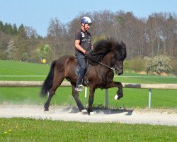 horse Gustur vom Haselbach (Iceland Horse, 2004, from Gyllir fra Saudarkroki)