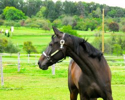 horse Enjoy 113 (Westphalian, 2012, from Eldino)